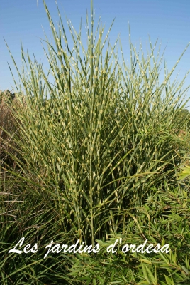 Miscanthus sinensis strictus